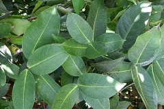 Leaves-of-Java-apple