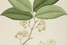 Plant-illustration-of-Java-apple