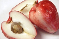 Seed-of-Java-apple