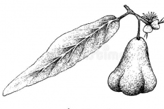 Sketch-of-Java-apple