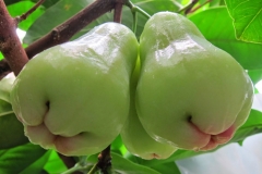 Unripe-Java-apple