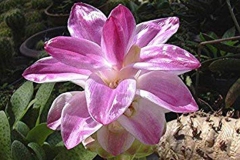 Flower-of-Javanese-Turmeric