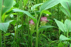 Javanese-Turmeric-plant-growing-wild