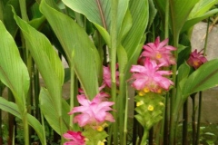 Javanese-Turmeric-plant