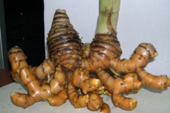 Javanese-Turmeric
