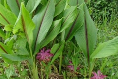 Leaves-of-Javanese-Turmeric