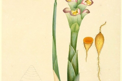 Plant-Illustration-of-Javanese-Turmeric