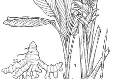 Sketch-of-Javanese-Turmeric