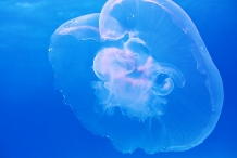 Jellyfish-1