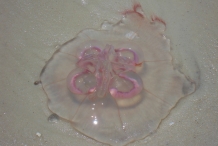Jellyfish-2