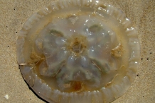 Jellyfish-3