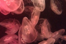 Jellyfish-4