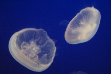 Jellyfish-5