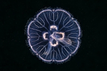 Young-Jellyfish