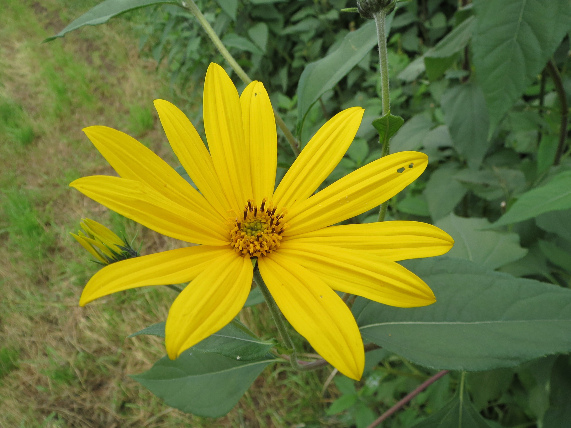 jerusalem-artichoke-facts-health-benefits-nutritional-value