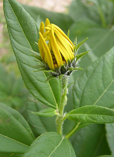 Flower-bud-of-Jerusalem-artichoke