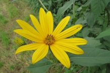 Close-up-flower-of--Jerusalem-artichoke