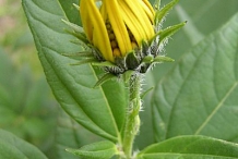 Flower-bud-of-Jerusalem-artichoke