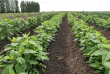 Jerusalem-artichoke-farm