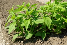 Jerusalem-artichoke-plant