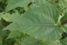 Leaves-of-Jerusalem-artichoke