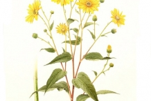 Plant-illustration-of-Jerusalem-artichoke