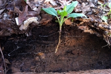 Seedlings-of-Jerusalem-artichoke