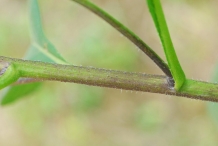 Stem-of-Jerusalem-artichoke