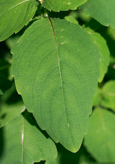 Closer-view-of-leaf-of-Jewelweed