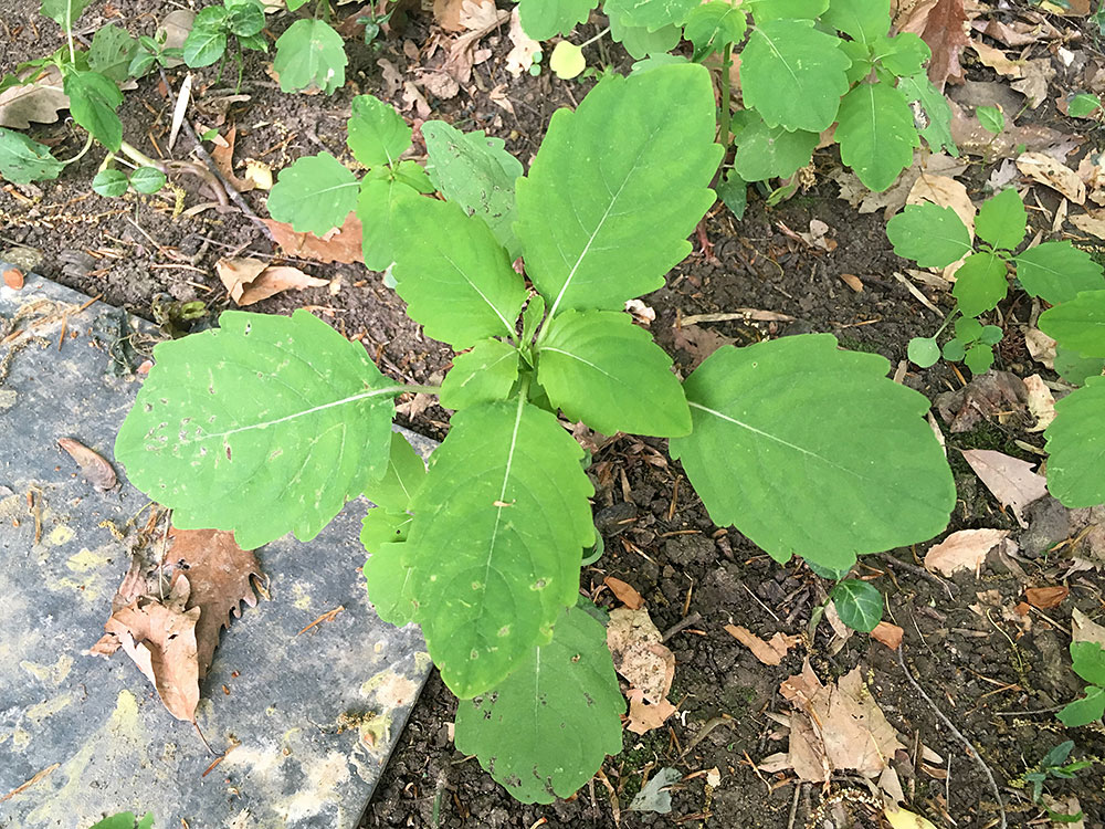 Small-Jewelweed-plant