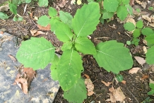 Small-Jewelweed-plant