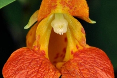Closer-view-of-flowers-of-Jewelweed