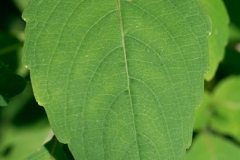 Closer-view-of-leaf-of-Jewelweed