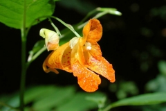 Flower-of-Jewelweed