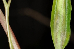 Fruit-of-Jewelweed