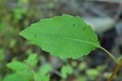 Leaves-of-Jewelweed