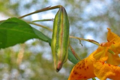 Mature-fruit-of-Jewelweed