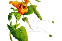 Plant-illustration-of-Jewelweed