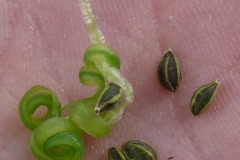 Seeds-of-Jewelweed