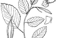 Sketch-of-Jewelweed