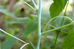 Stem-of-Jewelweed