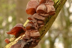 Jew's-ear