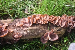 Jew's-ear