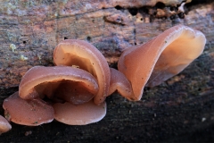 Jew's-ear