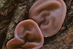 Jew's-ear
