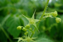 Flower-of-Jiaogulan