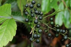 Fruits-of-Jiaogulan