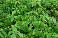 Jiaogulan-plant-growing-wild
