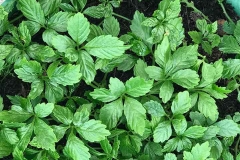 Jiaogulan-saplings