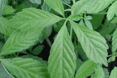 Leaves-of Jiaogulan